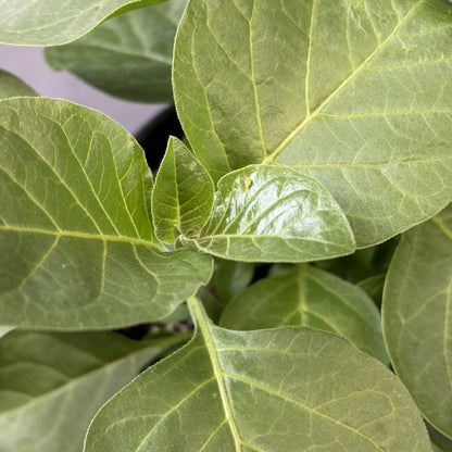 Ashwagandha Herb