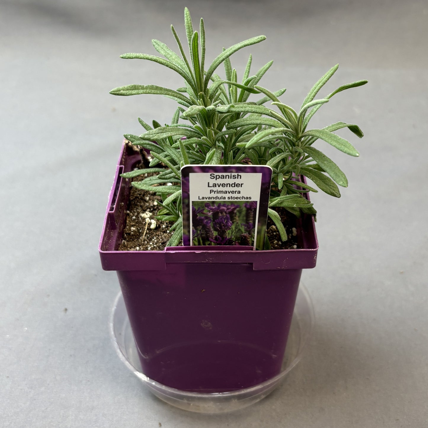 Lavender 'Primavera' Spanish