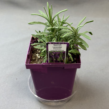 Lavender 'Primavera' Spanish