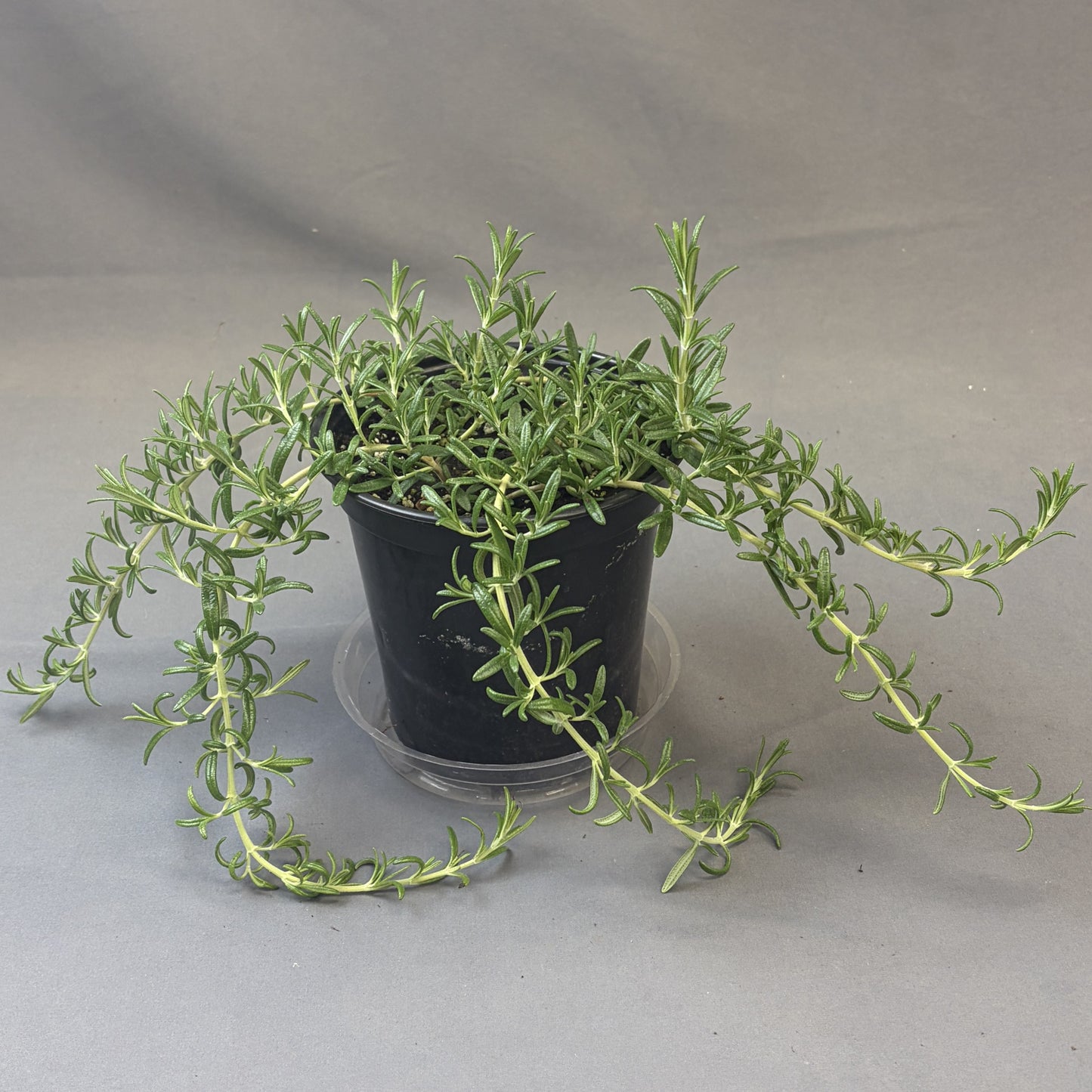 Rosemary 'Blue Cascade'