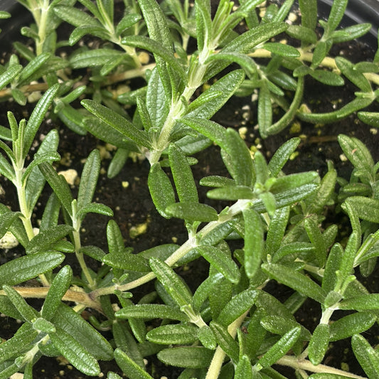 Rosemary 'Blue Cascade'