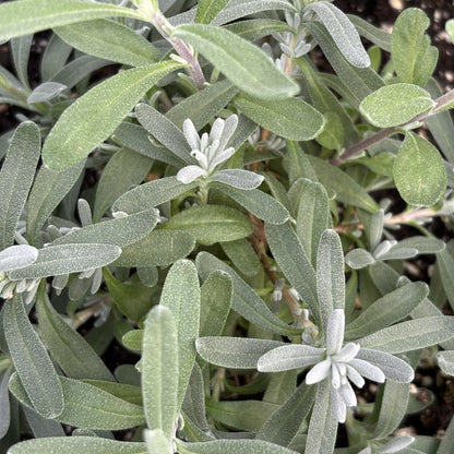 Lavender 'LaDiva Vintage Violet'