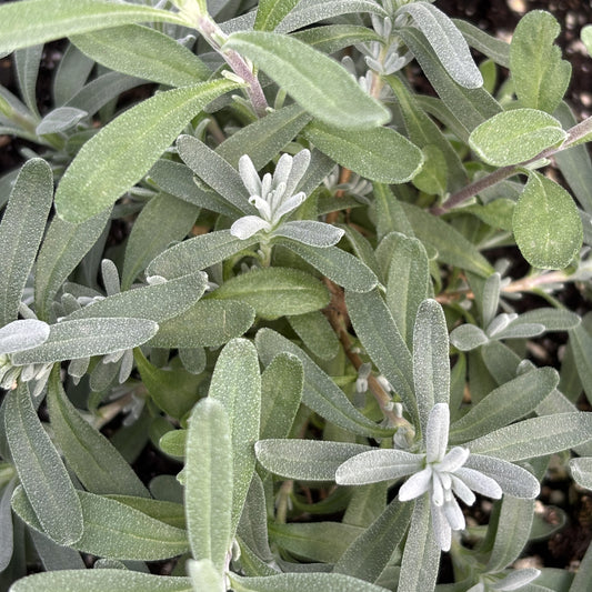 Lavender 'LaDiva Vintage Violet'