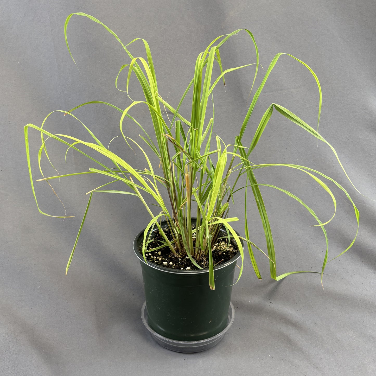 Lemongrass