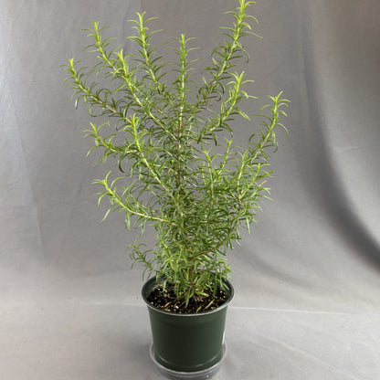 Rosemary 'Barbecue'