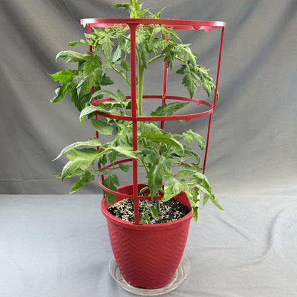 Tomato 'Buffalosun'