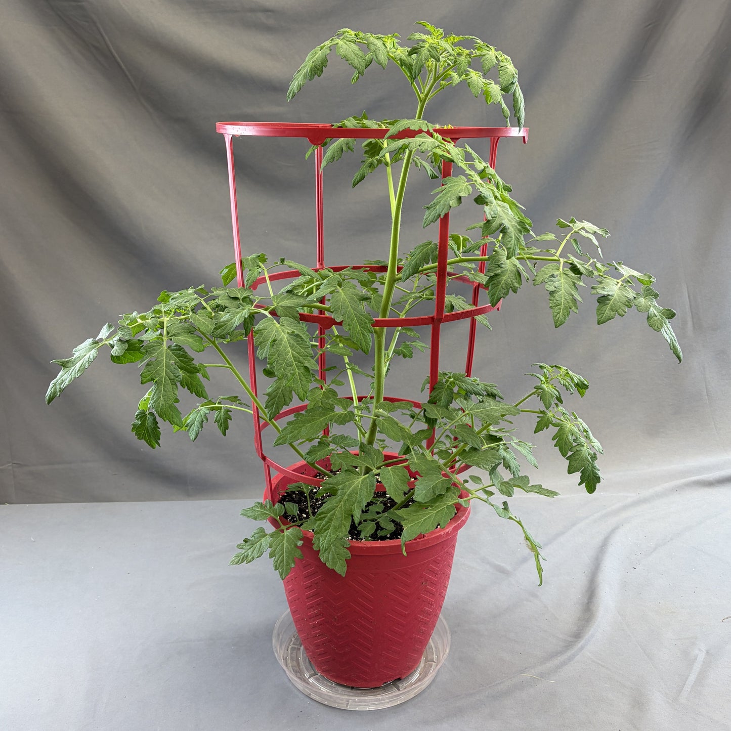 Tomato 'Mosaic Mix'