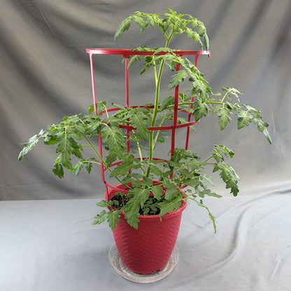 Tomato 'Mosaic Mix'
