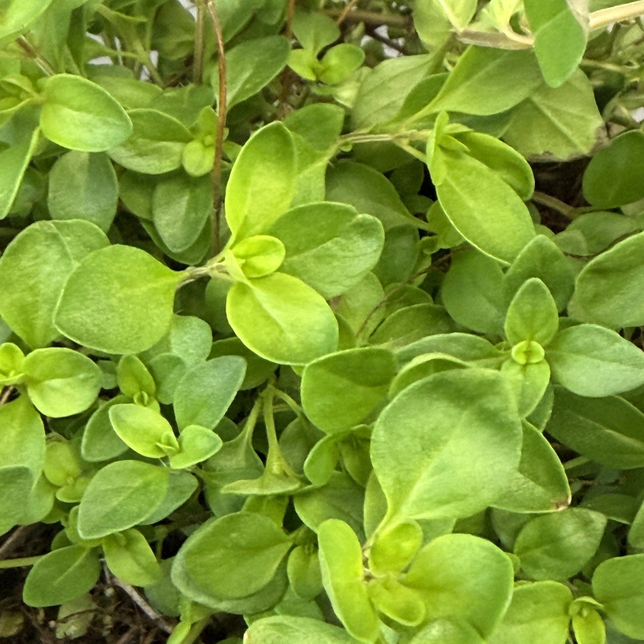 Thyme vulgaris
