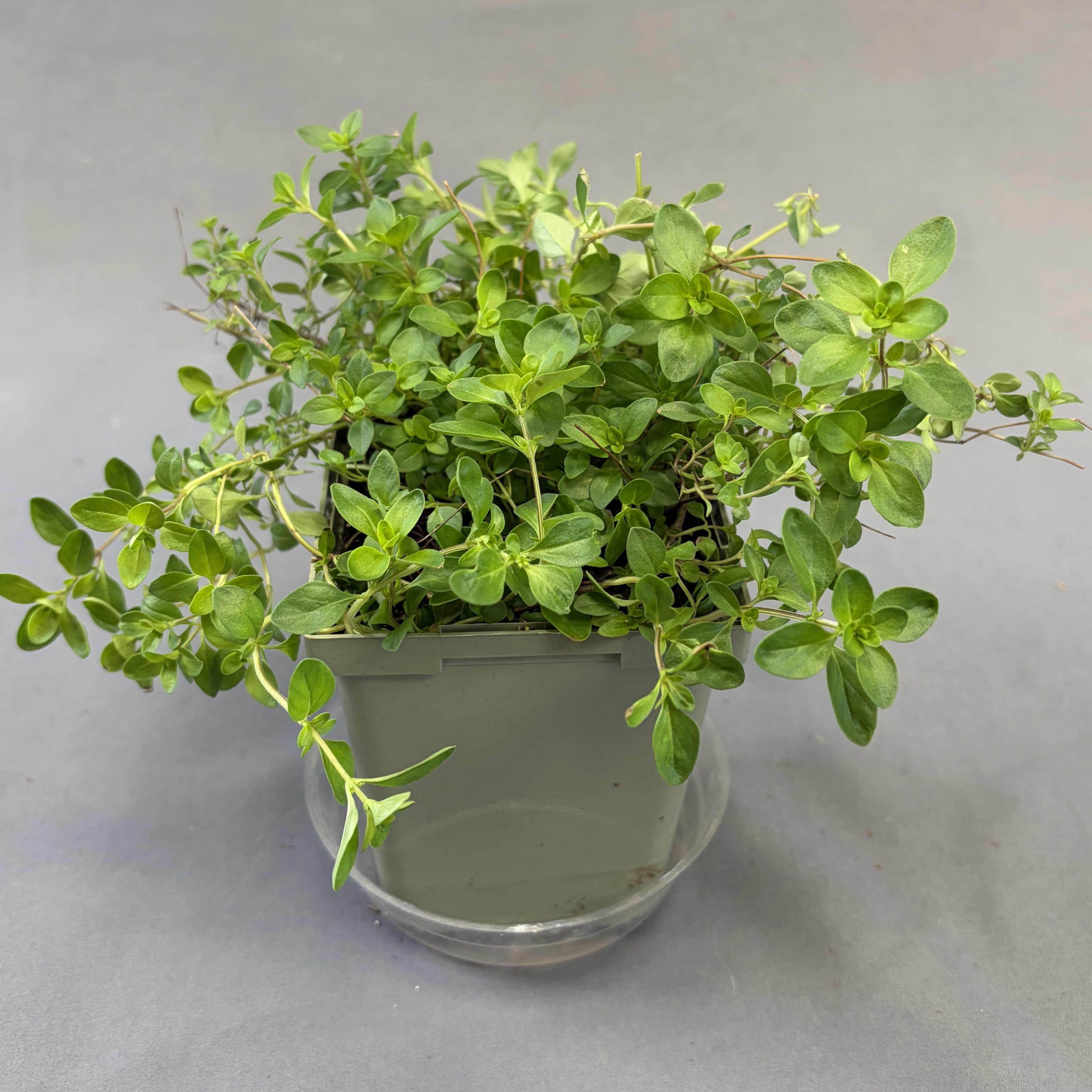 Thyme vulgaris