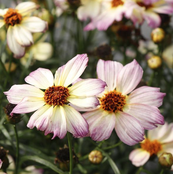 Tickseed "Nova Jewel'