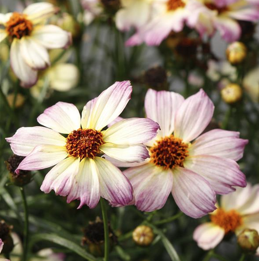 Tickseed "Nova Jewel'