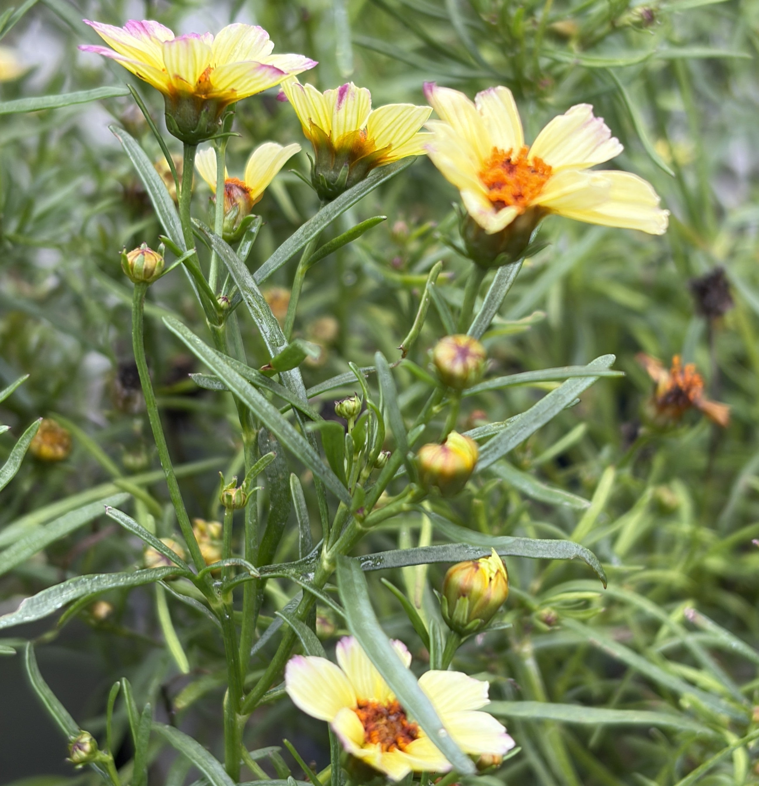 Tickseed "Nova Jewel'