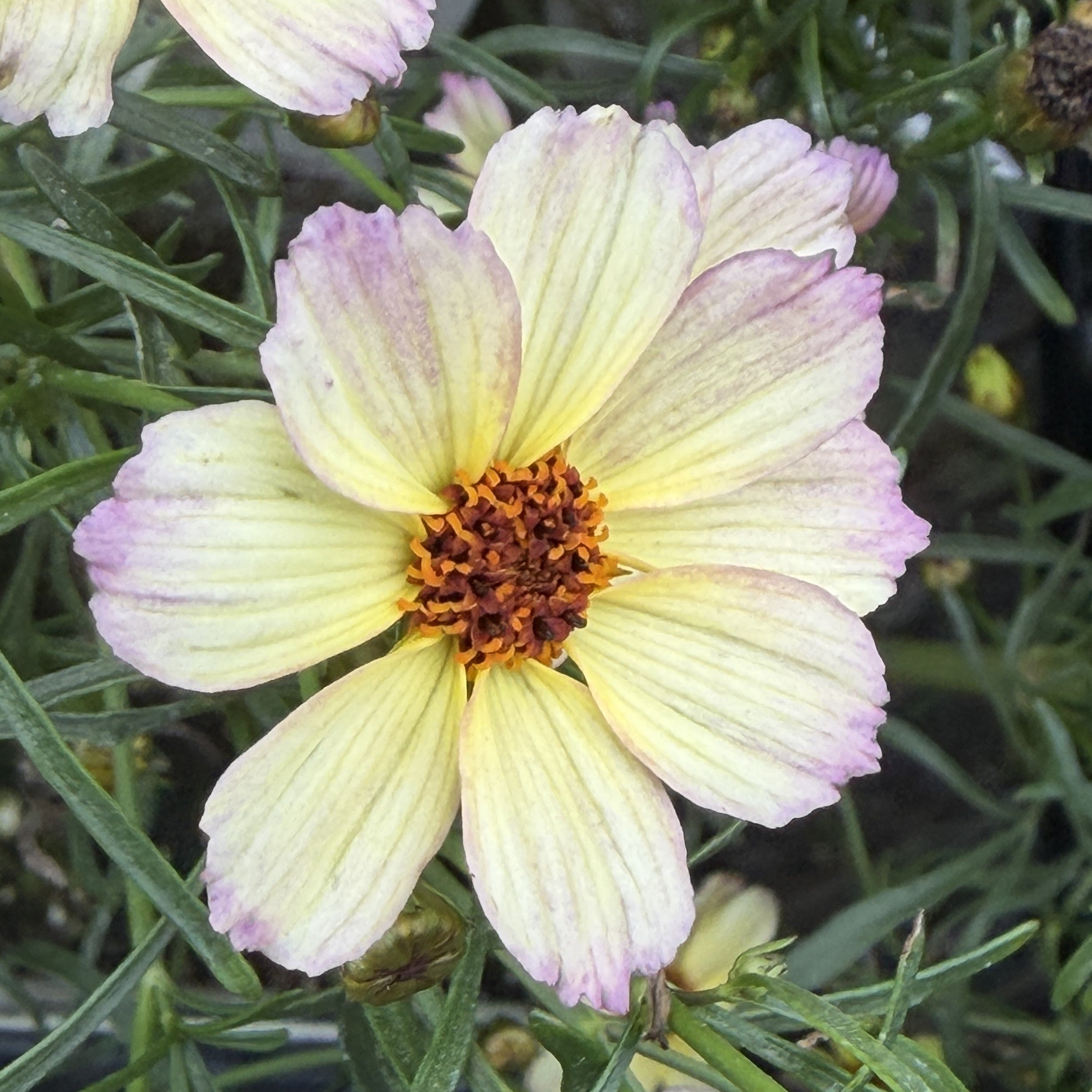 Tickseed "Nova Jewel'