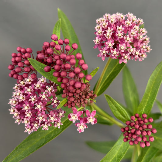 Swamp Milkweed 'Cinderella'