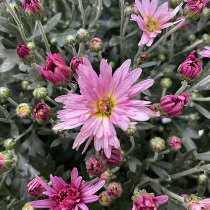 Fall Chrysanthemums 6"