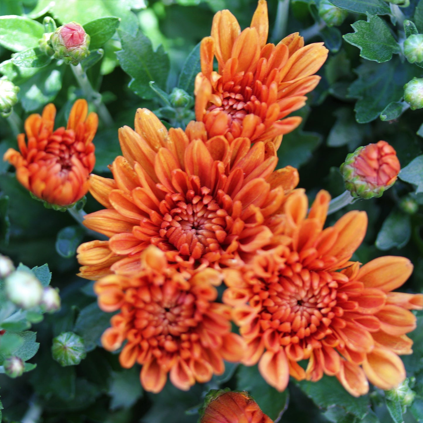 Fall Chrysanthemums 6"