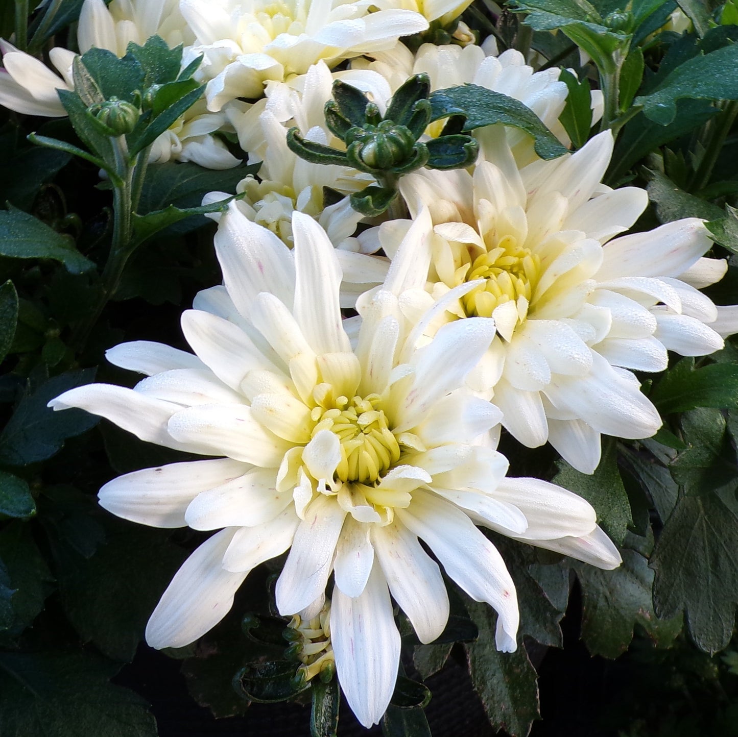 Fall Chrysanthemums 10" HB