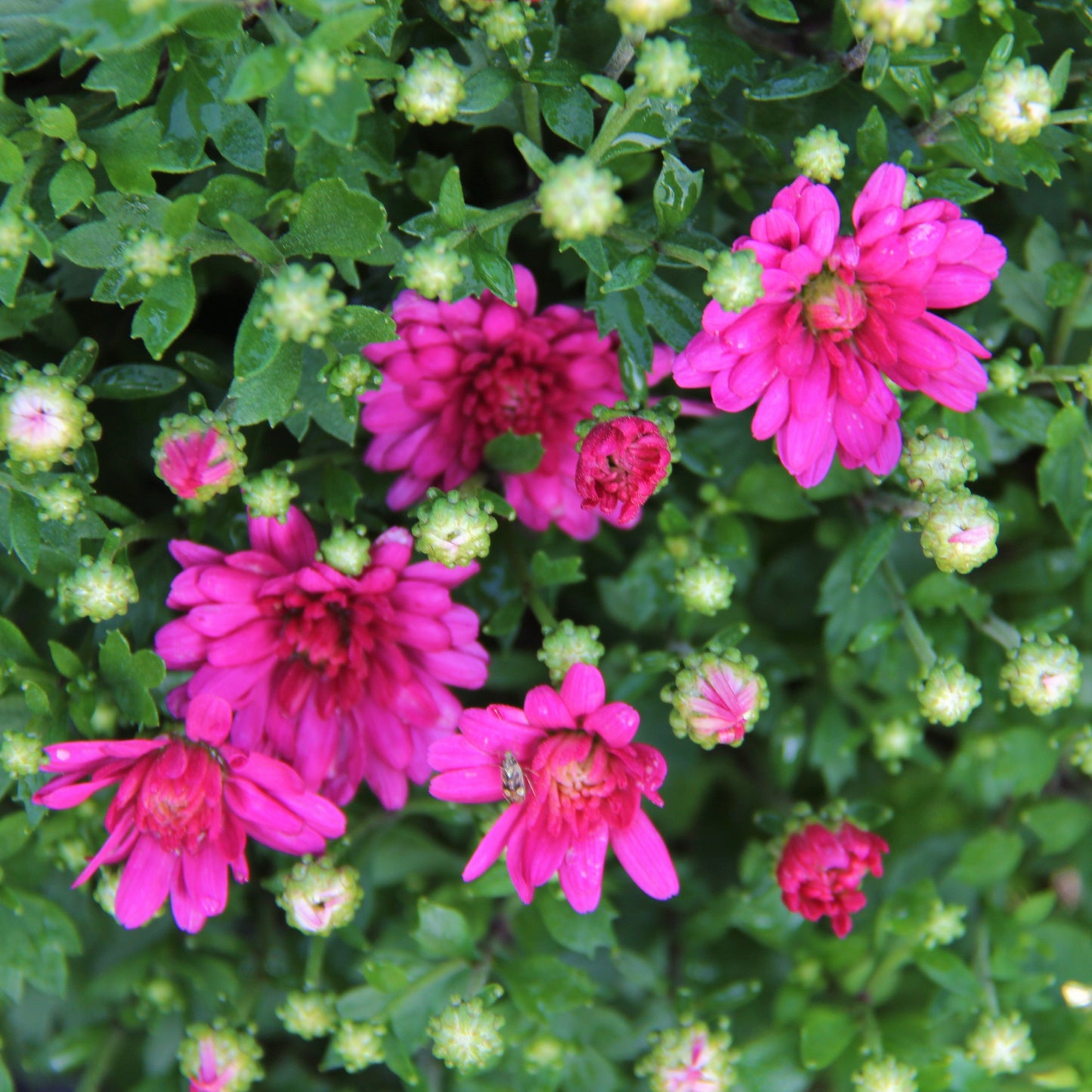 Fall Chrysanthemums 10" HB