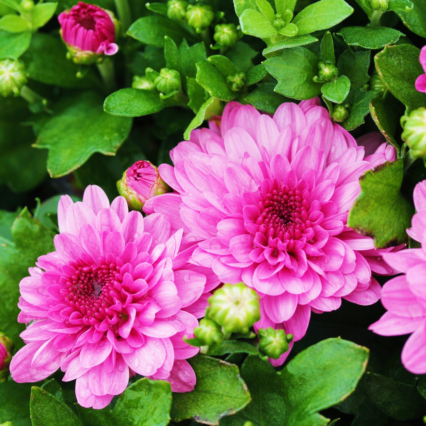 Fall Chrysanthemums 10" HB