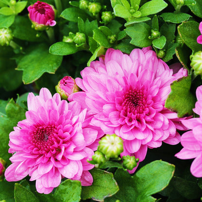 Fall Chrysanthemums 10" HB