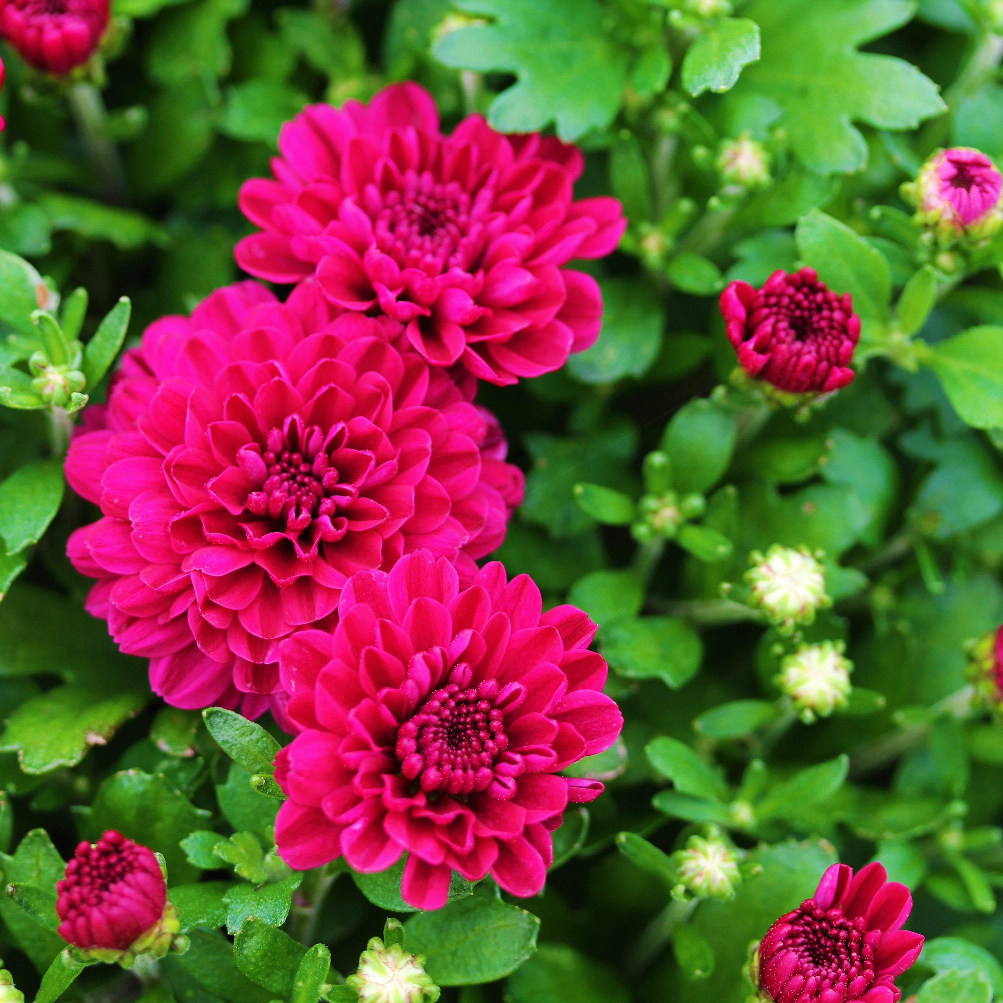 Fall Chrysanthemums 6