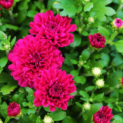 Fall Chrysanthemums 6"
