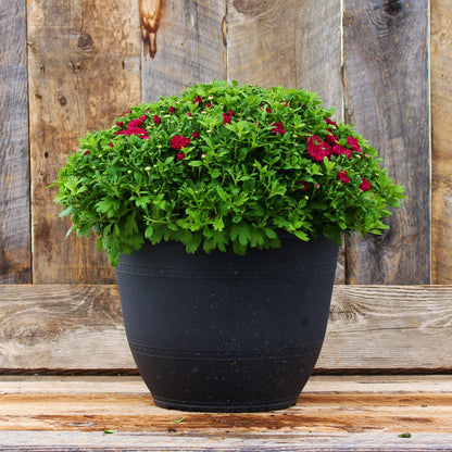 Fall Chrysanthemums 15"