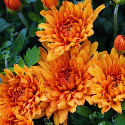 Fall Chrysanthemums 10"