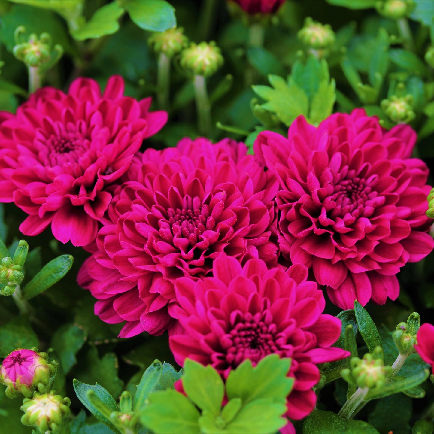 Fall Chrysanthemums 10"