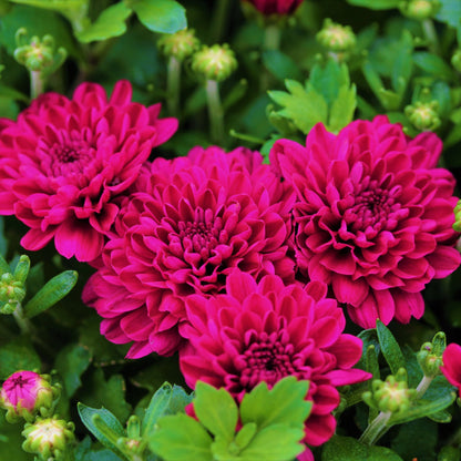 Fall Chrysanthemums 10"