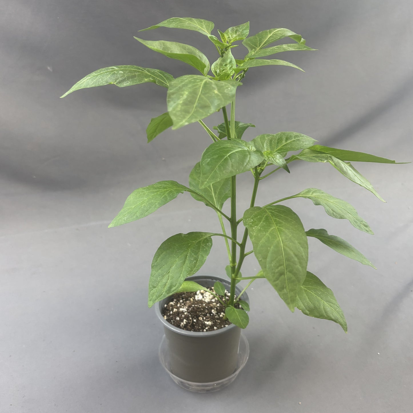 Pepper Chili 'Garden Salsa'