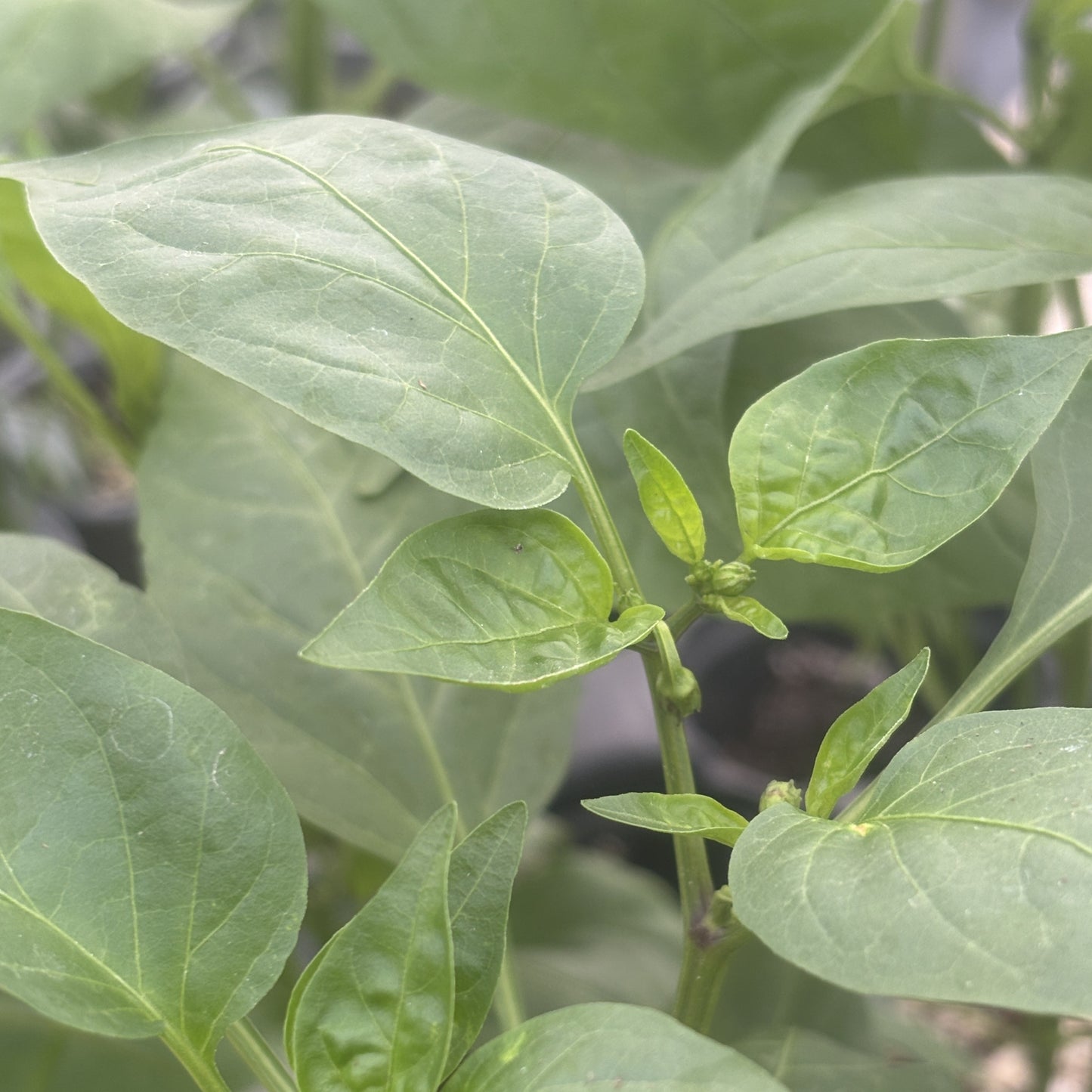 Pepper Chili 'Garden Salsa'