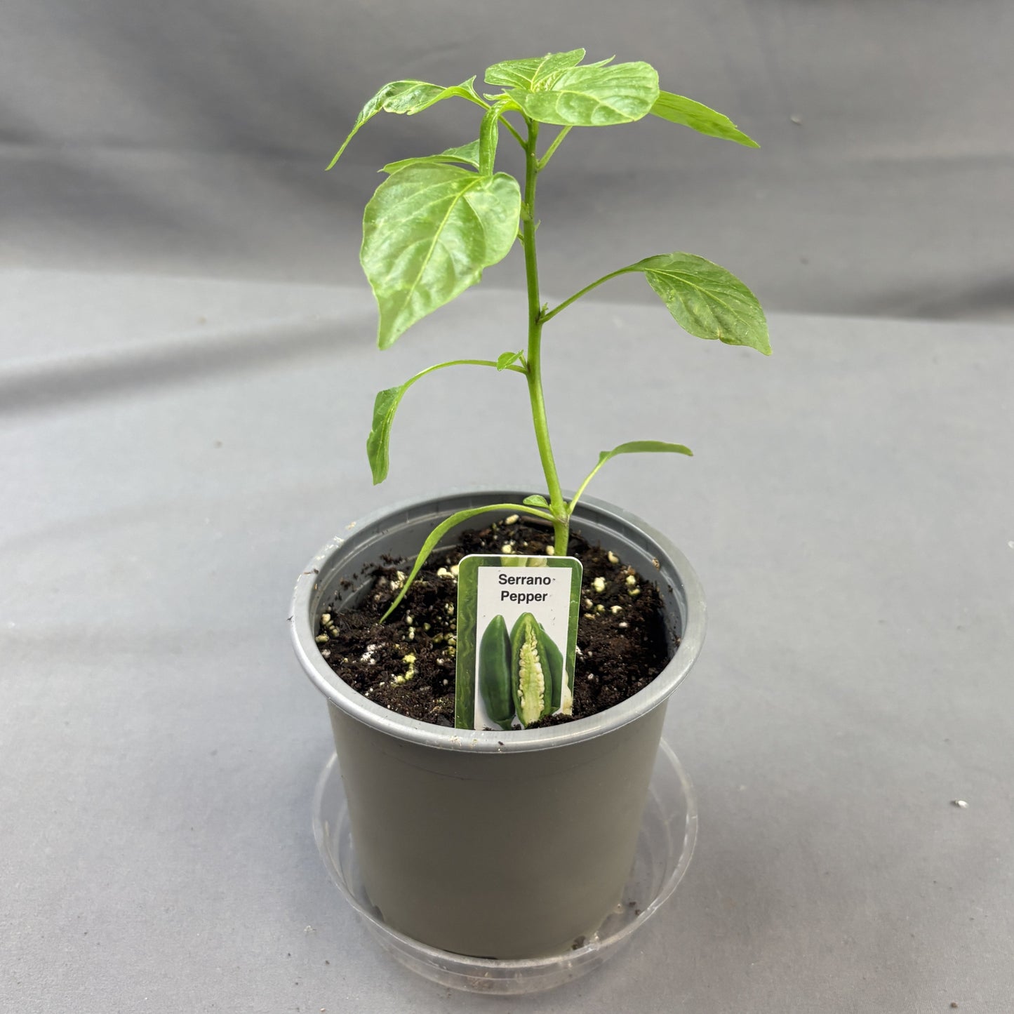 Pepper Hot 'Serrano'