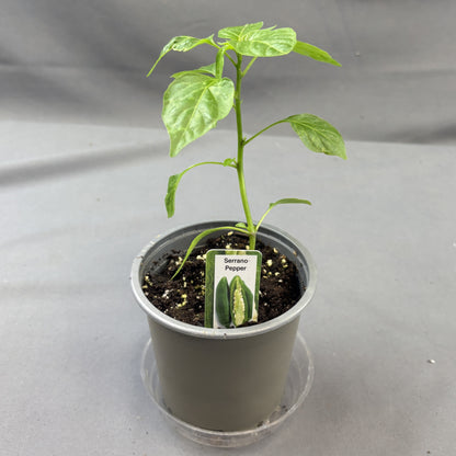 Pepper Hot 'Serrano'