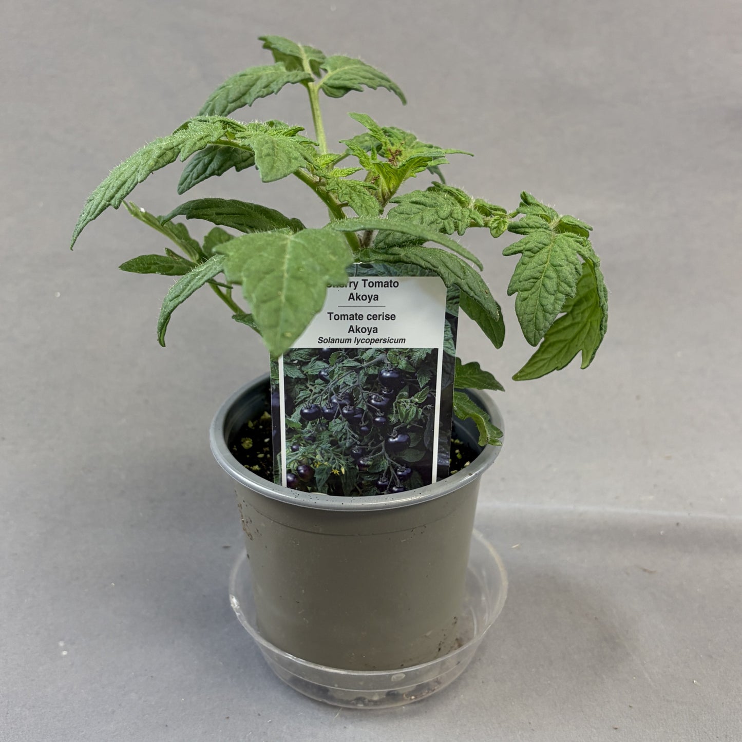 Tomato 'Akoya' Cherry