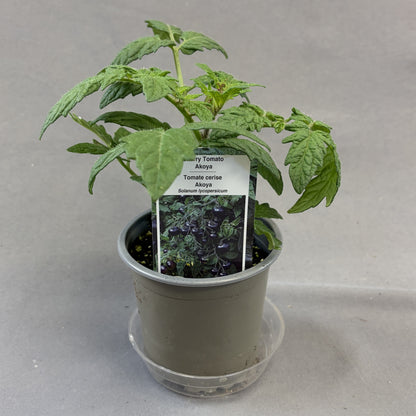 Tomato 'Akoya' Cherry