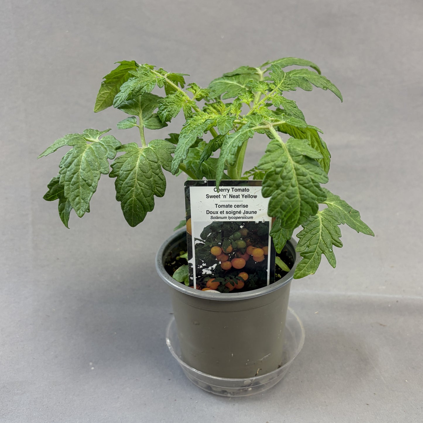 Tomato 'Sweet 'n' Neat Yellow