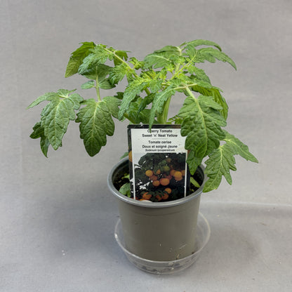 Tomato 'Sweet 'n' Neat Yellow