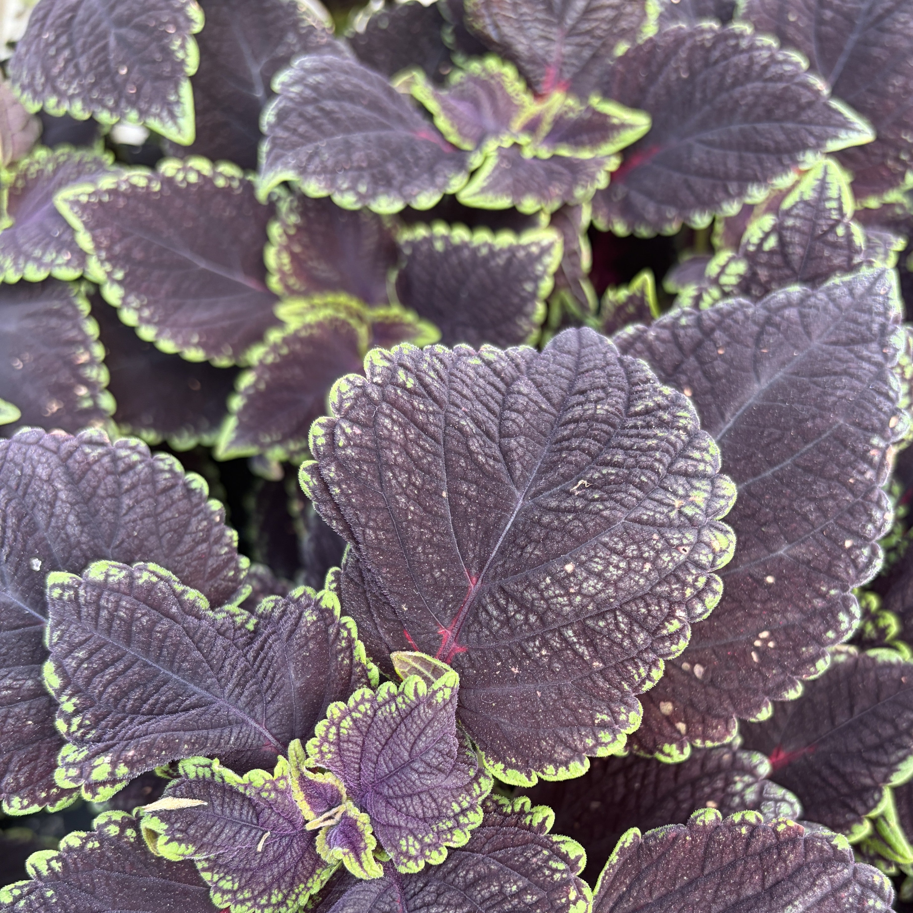 Coleus 'Main Street'