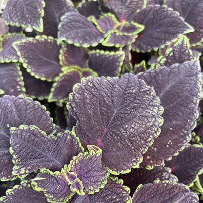 Coleus 'Main Street'