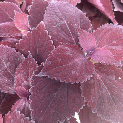 Coleus 'Main Street'