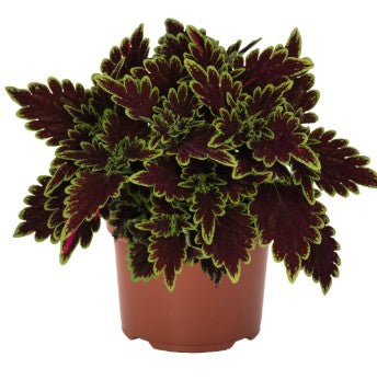 Coleus 'Main Street'