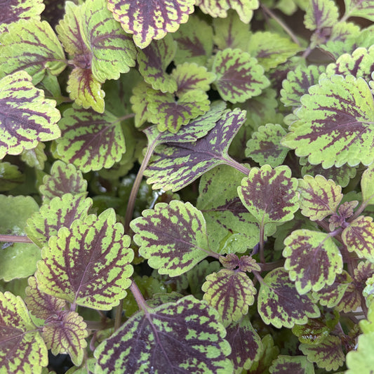 Coleus 'Great Falls' Trailing