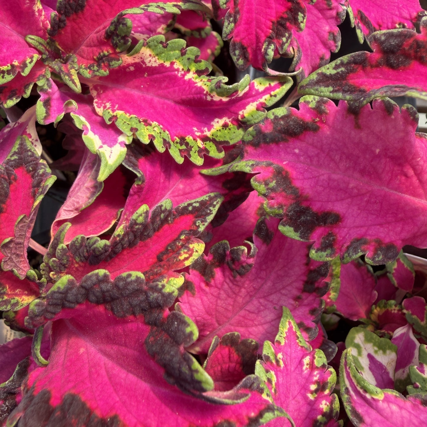 Coleus 'Stained Glasswork'