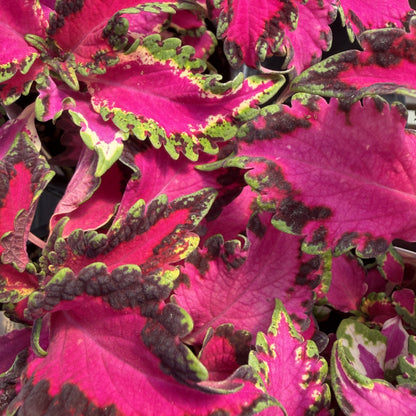 Coleus 'Stained Glasswork'