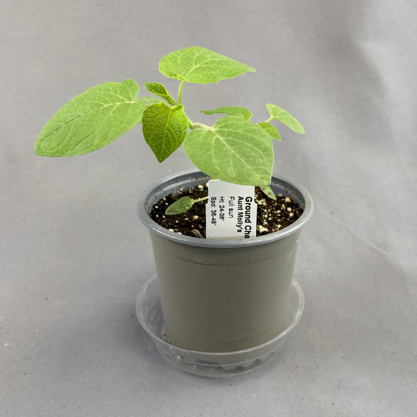 Ground Cherry 'Aunt Molly's'
