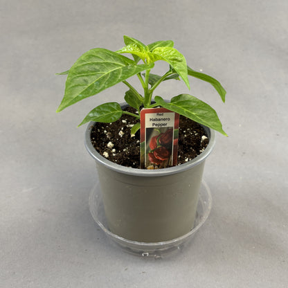 Pepper Hot 'Habanero Red'