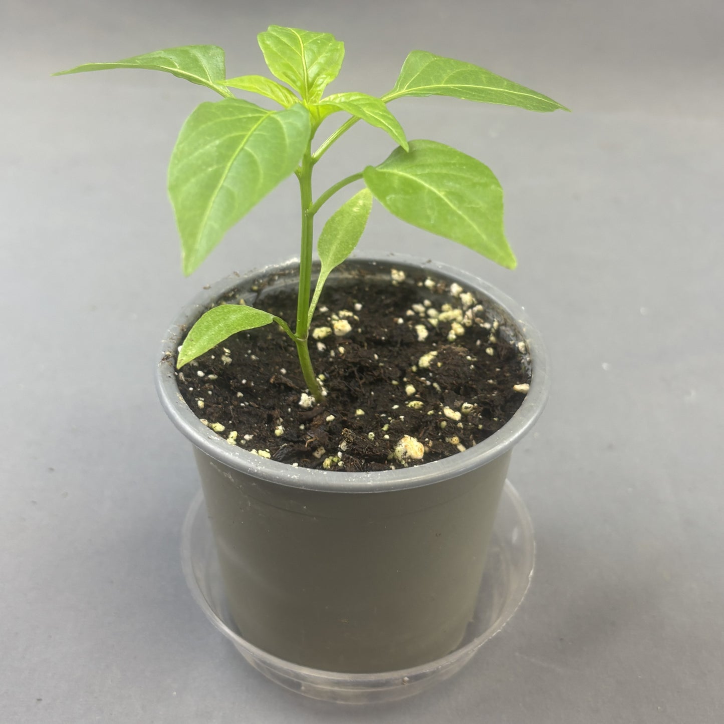 Pepper Sweet 'Hungarian Cheese Mix'