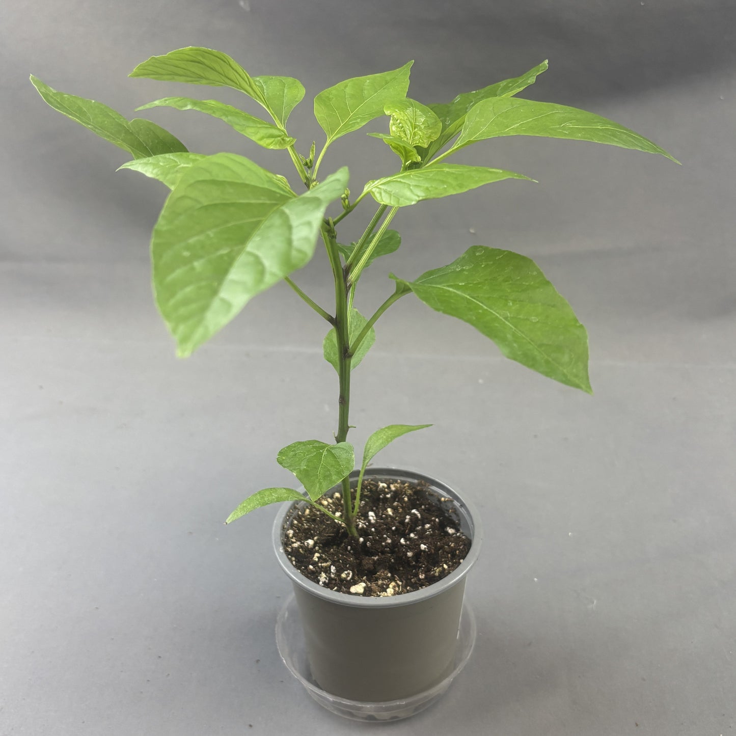 Pepper Hot 'Jalapeno'